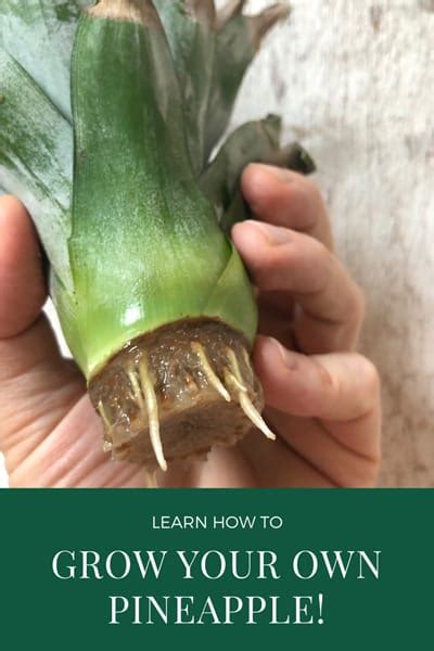 Pineapple Propagation: 9 Easy Steps to Root a Fruit Top