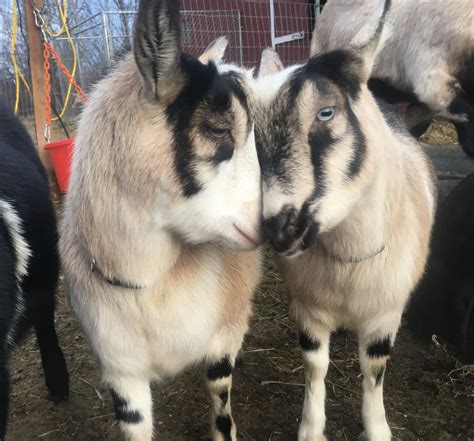 Mini Alpine Dairy Goats - Wasilla Lights Farm