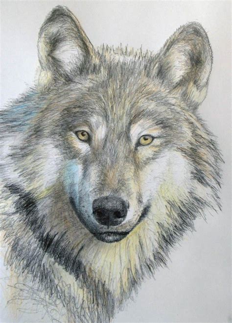 Wolf Portrait Pencil Drawing Dessin De Loup Dessin Loup Facile | Images and Photos finder