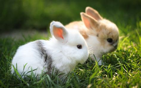 🔥 [30+] Cute White Baby Rabbit Wallpapers | WallpaperSafari