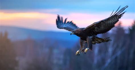 Golden Eagle Pictures - AZ Animals