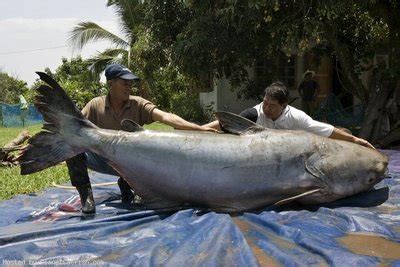 Mekong Giant Catfish Habitat