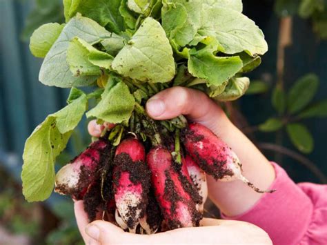 How to Grow Radishes - Plant Instructions