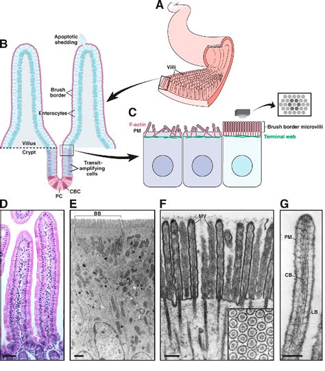 Figure 1 from Shaping the intestinal brush border | Semantic Scholar