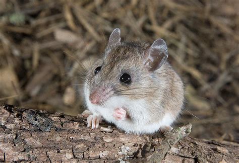 White-footed Deermouse (Peromyscus leucopus)