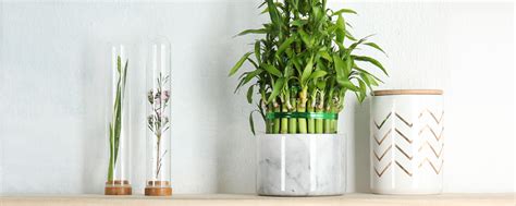 Lucky Bamboo Care Guide: Growing Tips + Facts - ProFlowers Blog