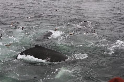 Whale Watching in Trincomalee | Sandy Beach Trips