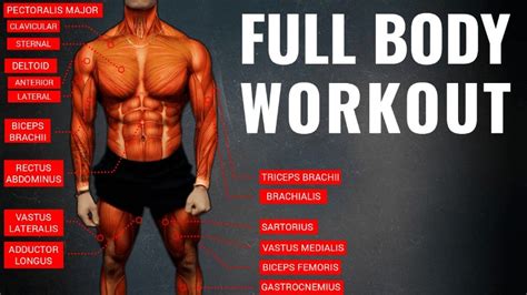 The Best Science-Based Full Body Workout For Growth (11 Studies)