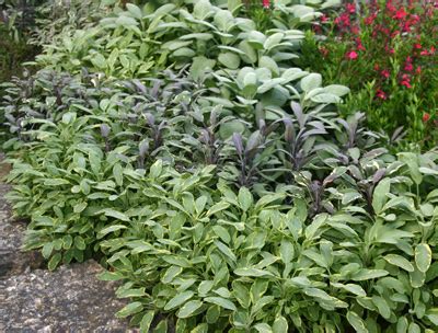 Sage, Salvia officinalis – Wisconsin Horticulture