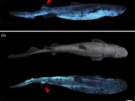 Glow in the dark shark species found | Scientists discover three new ...