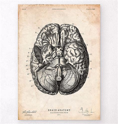 Brain sections anatomy poster - Codex Anatomicus