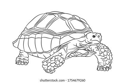 Tortoise Drawing Royalty-Free Images, Stock Photos & Pictures | Shutterstock