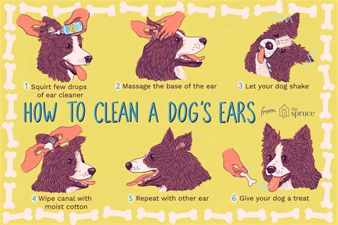 How To Make A Dog Ear Cleaning Solution / Dog ear cleaner | Good to ...