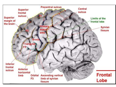 Anatomy of brain sulcus and gyrus - Dr.Sajith MD RD