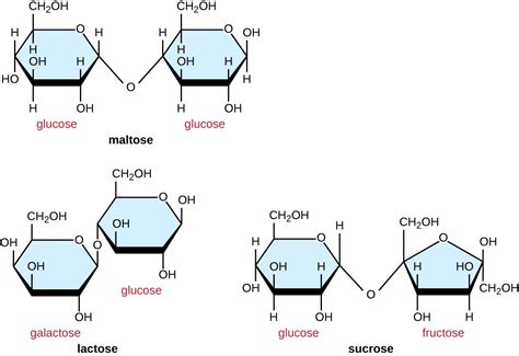 Carbohydrates | Microbiology