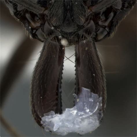 Restrained mandibles. Trap-jaw ant mandibles were glued shut to prevent... | Download Scientific ...