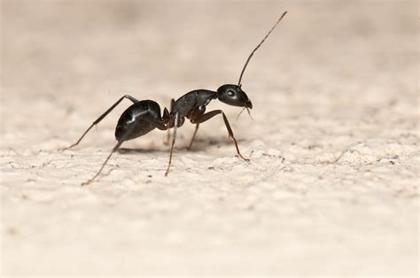 Carpenter Ants - Identification | Threats | Treatment