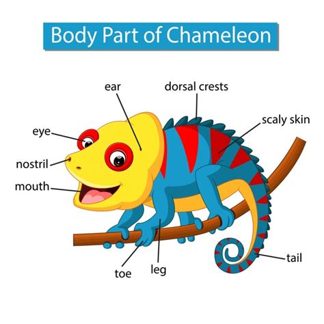 18 Chameleon Anatomy Stock Vectors and Vector Art | Shutterstock