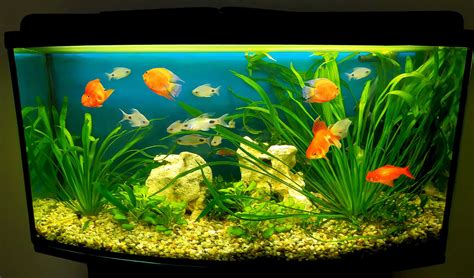 Goldfish In A Tank