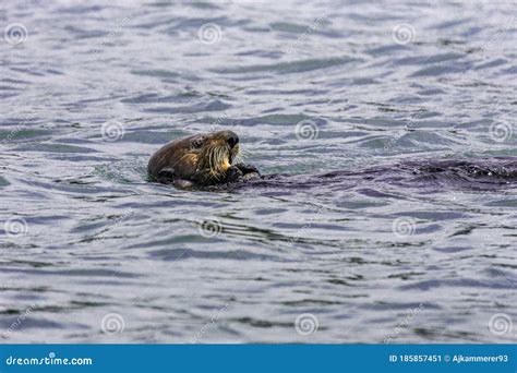 Adorable Pacific Sea Otter Swimming, Diving, Eating Clams and Mollusks Stock Image - Image of ...