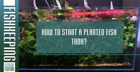 How To Start a Planted Fish Tank For Beginners - Setup Fish Tank