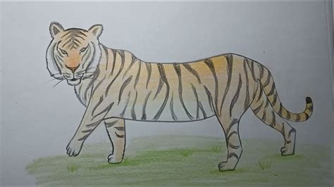 Vẽ CON HỔ đơn giản | How to draw Tiger | THO CON ART – Kho cung cấp ...