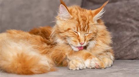 Orange Maine Coon Cat Breed Profile: Care, Traits, Facts, & More - Love Your Cat