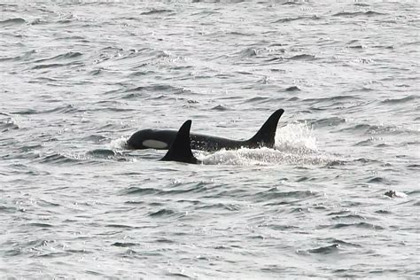 June 26, 2023: J Pod | San Juan Island, WA — Orca Conservancy