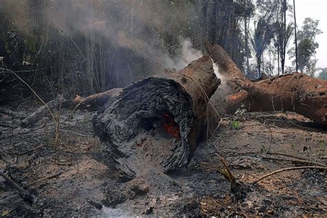 Deforestation of Amazon rainforest accelerates amid COVID-19 pandemic - ABC News