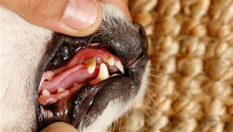 Dog Dental Disease Stages of Tooth Decay