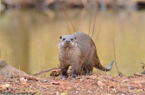 PLUMASYDEMAS: NUTRIA (Lutra lutra)