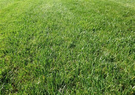 Perennial Ryegrass - Turf Identification - Lawn Addicts