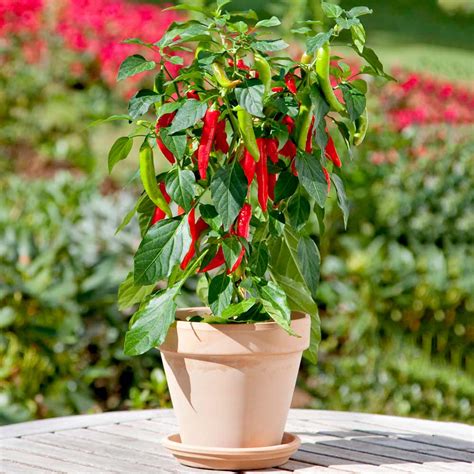 Chilli Plants: Garden Chilli Plants, Seeds, Grow Kits