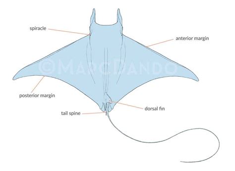 An Illustrated Guide to Understanding Stingray Anatomy