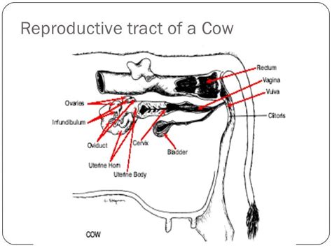 Female Reproductive System Of Cow Diagram Estrous Cycle Lear