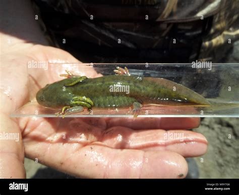 Barred Tiger Salamander Larvae