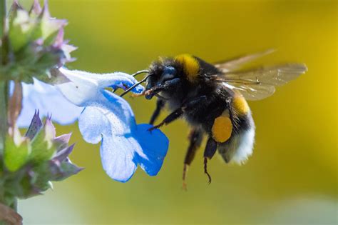 Astonishing Experiment Shows Bumble Bees “Play” With Objects