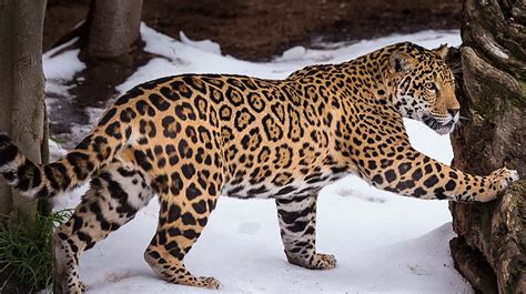 Jaguar wallpapers, Animal, HQ Jaguar pictures | 4K Wallpapers 2019