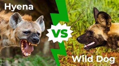 Hyena vs Wild Dog: Who Would Win in a Fight? - IMP WORLD