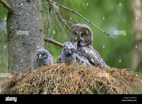 Great grey owl chicks hi-res stock photography and images - Alamy