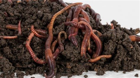 How to Make a DIY Worm Bin & the Best Way to Harvest Castings - The ...