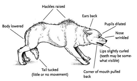 Causes of Dog Aggression | PetHelpful