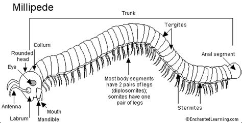 Millipede Printout - EnchantedLearning.com