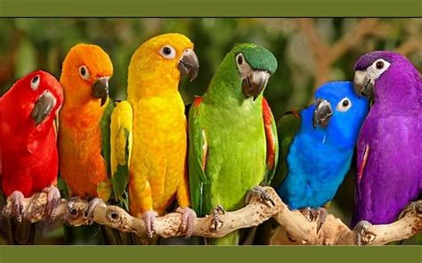 Six parrots in different colors on the branch