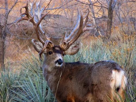 F&S Exclusive: Highest Scoring Mule Deer Shed of All Time Found in Colorado Springs | Mule deer ...