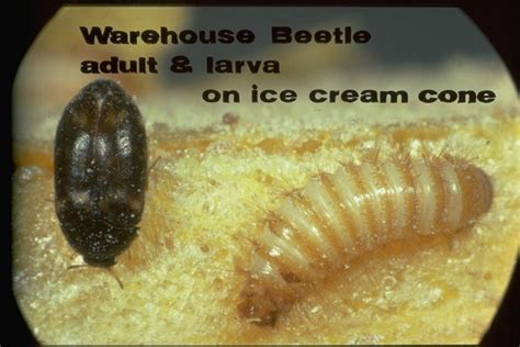 Warehouse Beetle