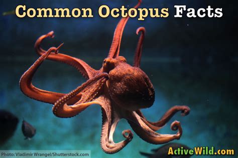 Common Octopus Facts For Kids & Students: Pictures, Information & Video. Discover This Amazing ...