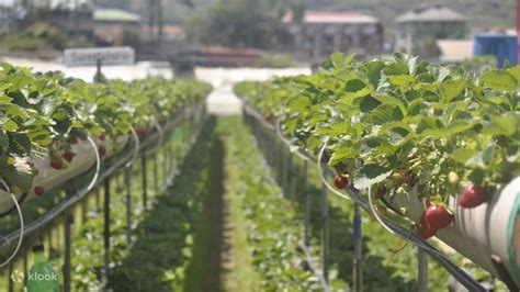 Strawberry Tour in Baguio - Klook