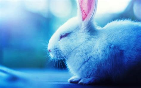 White Rabbit HD Wallpapers - Wallpaper Cave