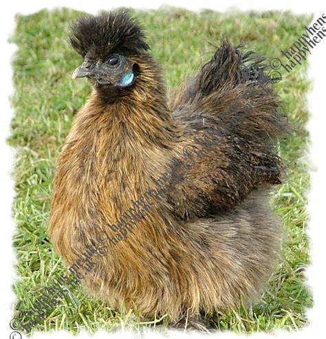 MINIATURE PARTRIDGE SILKIE BANTAM HEN | Beautiful chickens, Chicken breeds, Silkies